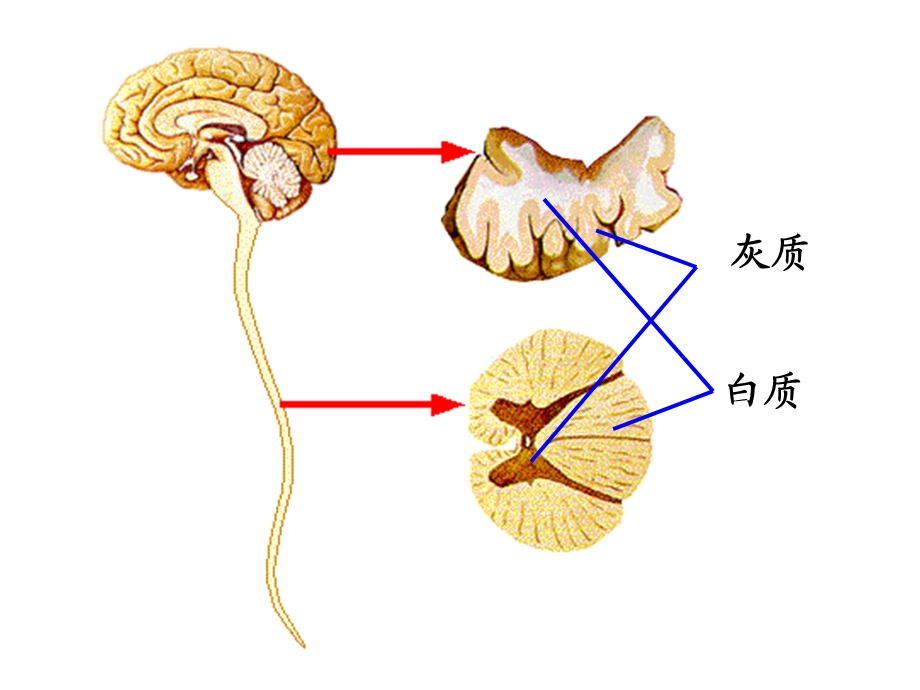 人脑的结构与功能课件.ppt_第1页