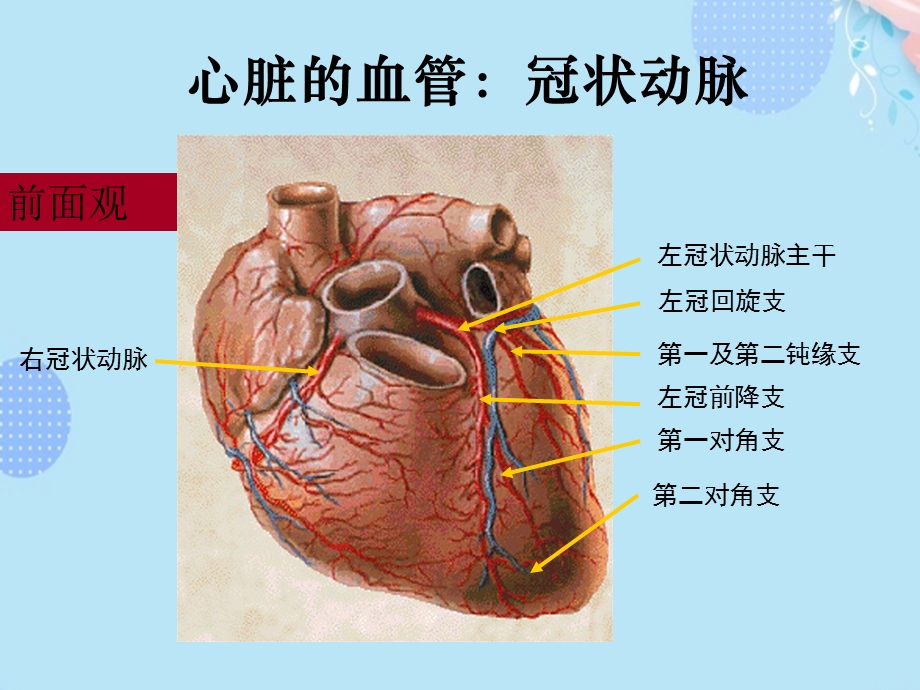 冠状动脉造影经皮冠状动脉介入术围手术期护理PPT资料(完整版)课件.ppt_第3页