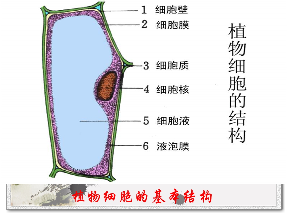 动植物细胞的结构和功能课件.ppt_第1页