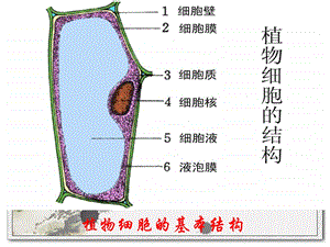 动植物细胞的结构和功能课件.ppt