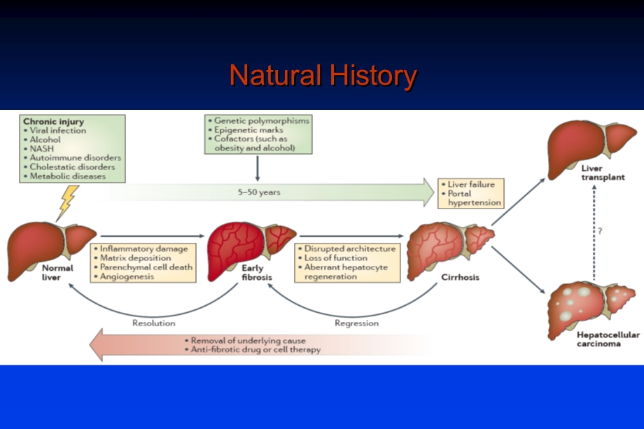 内科学：肝硬化和肝性脑病课件.ppt_第2页