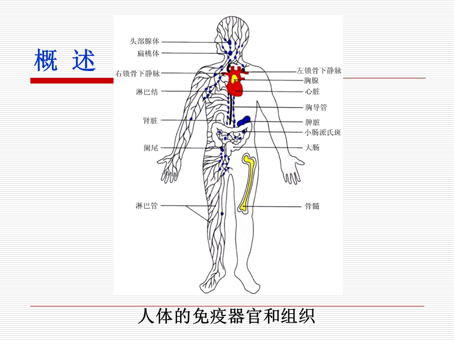 免疫器官和组织课件.ppt_第3页