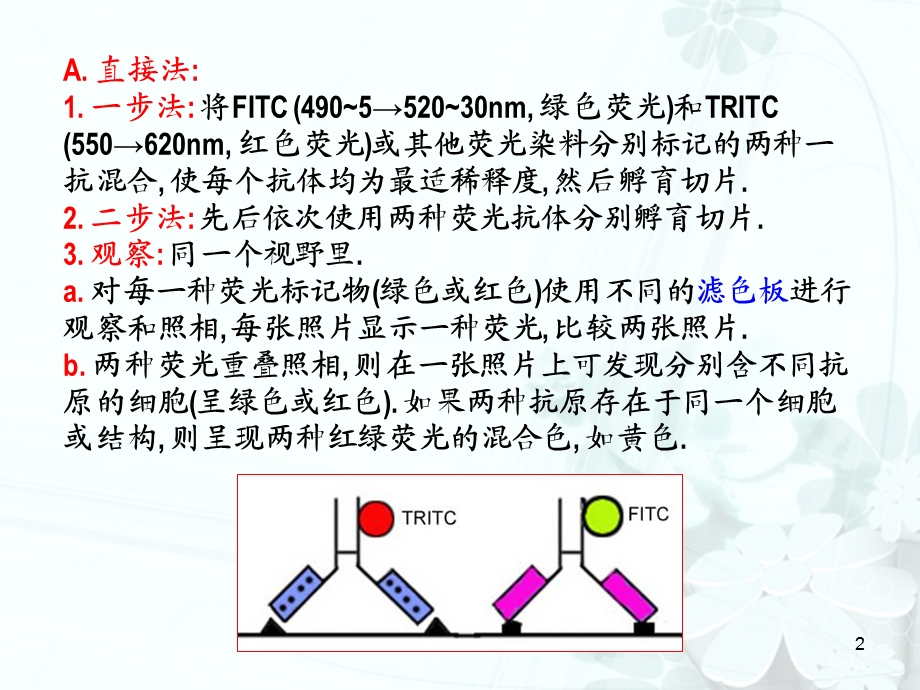 免疫组化双重染色技术汇总课件.ppt_第2页