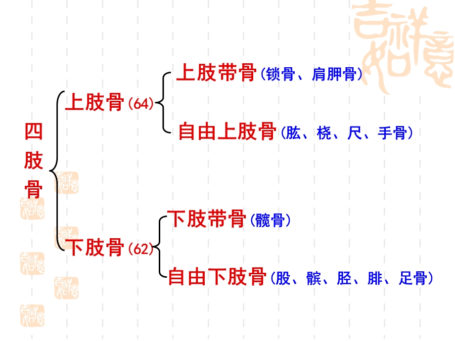 人体解剖学之四肢骨骼课件.ppt_第1页