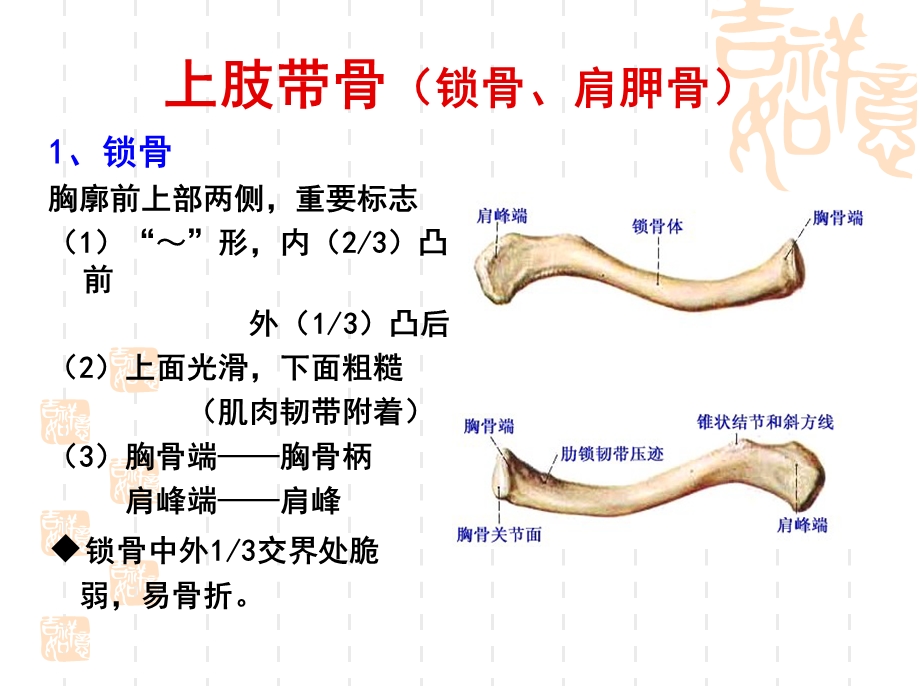 人体解剖学之四肢骨骼课件.ppt_第2页