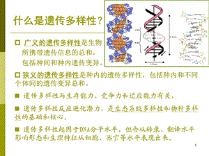 保护生物学遗传多样性及保护课件.ppt