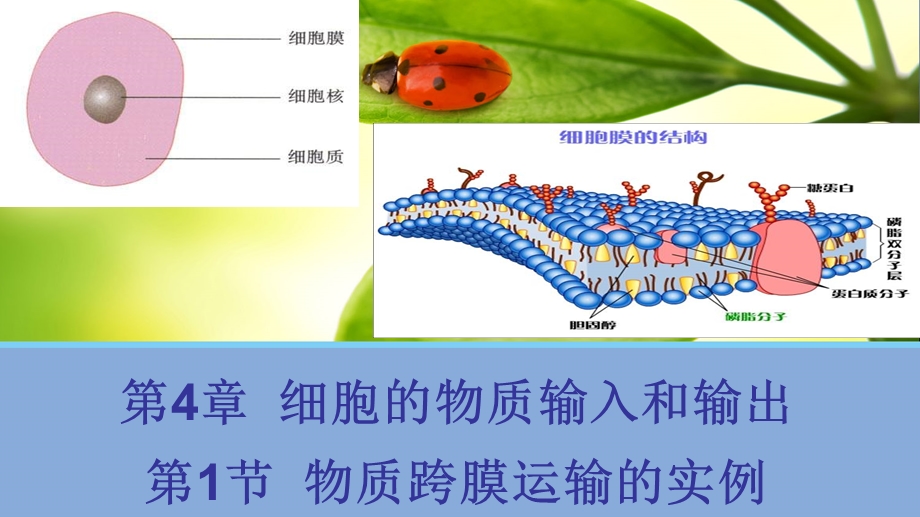 物质跨膜运输的实例优秀完整公开课ppt课件.ppt_第1页