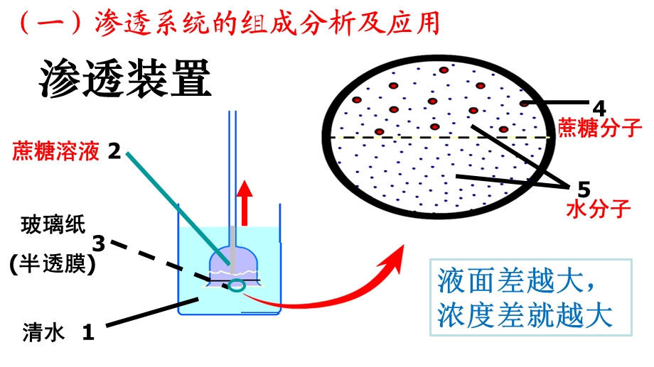 物质跨膜运输的实例优秀完整公开课ppt课件.ppt_第2页