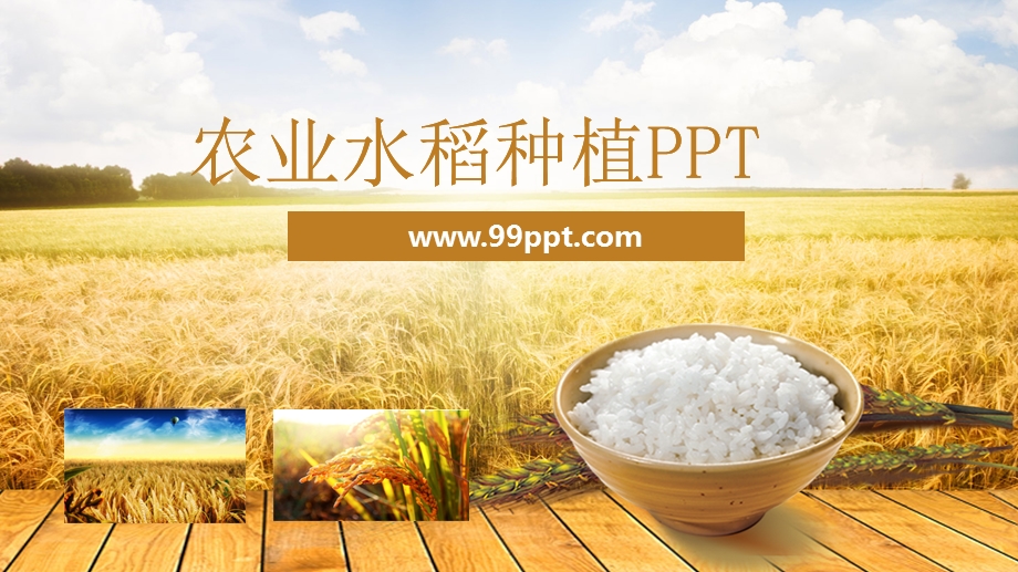 农业水稻种植PPT模板课件.pptx_第1页