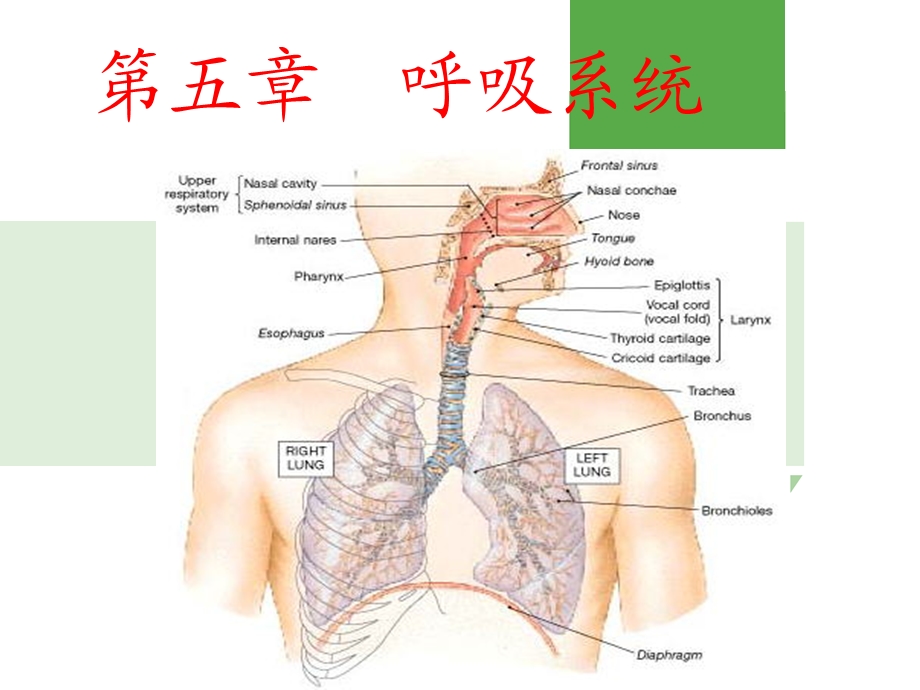 《生理学》呼吸系统课件.ppt_第1页