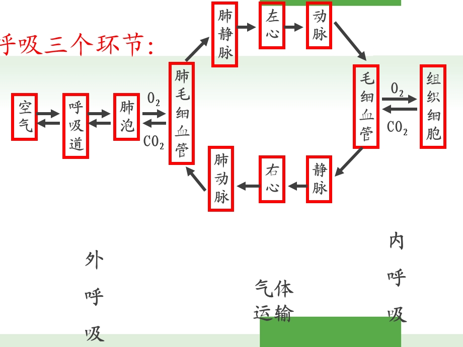 《生理学》呼吸系统课件.ppt_第3页