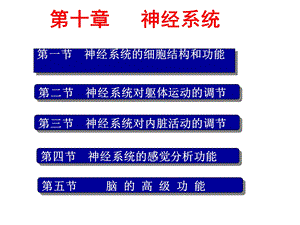 人体及动物生理学第六章 神经系统课件.ppt