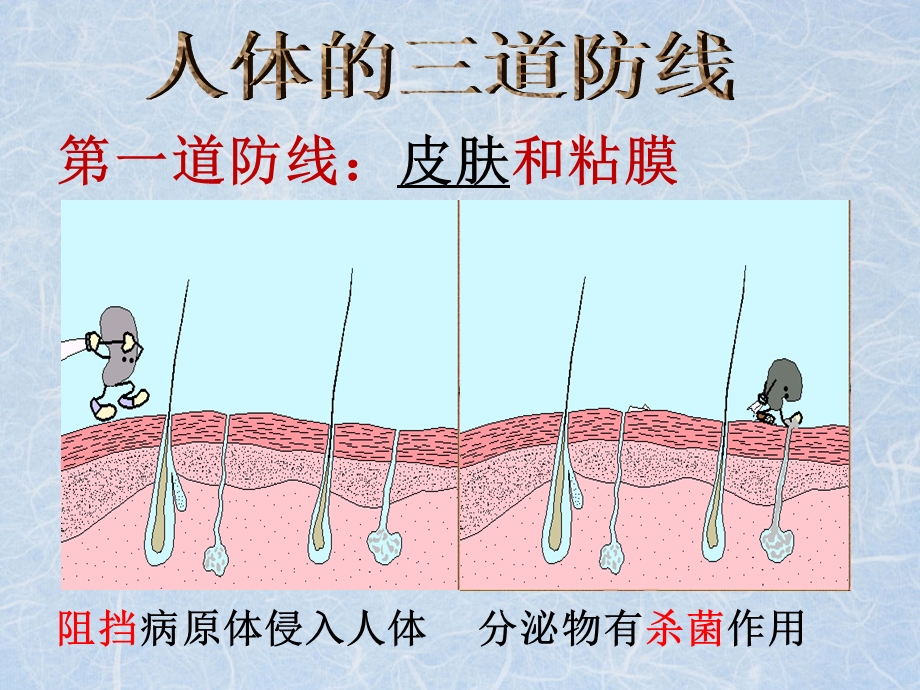 人体三道防线微课课件.ppt_第3页