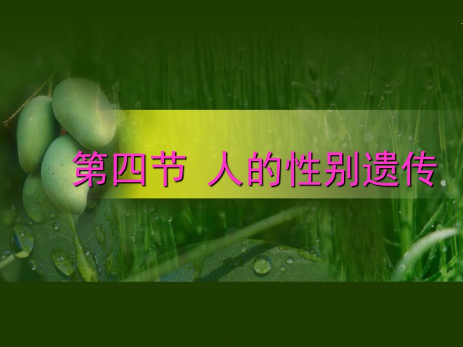 人的性别遗传课件.ppt_第1页