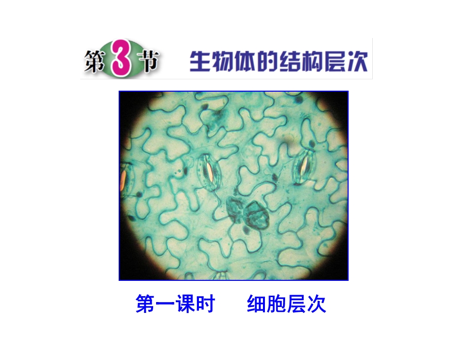 生物体的结构层次教学ppt课件.ppt_第1页