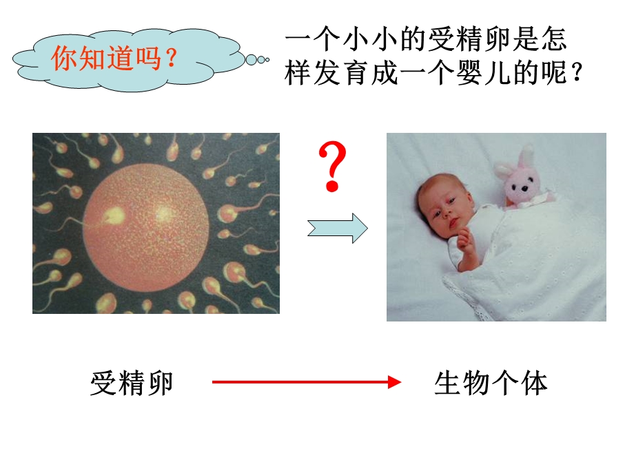 生物体的结构层次教学ppt课件.ppt_第3页