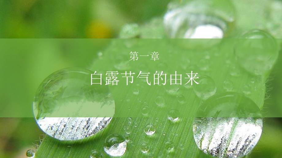 绿色清新简约白露节气介绍PPT模板课件.pptx_第3页