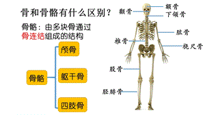 京改版八年级上－动物的运动运动系统骨骼肌课件.pptx