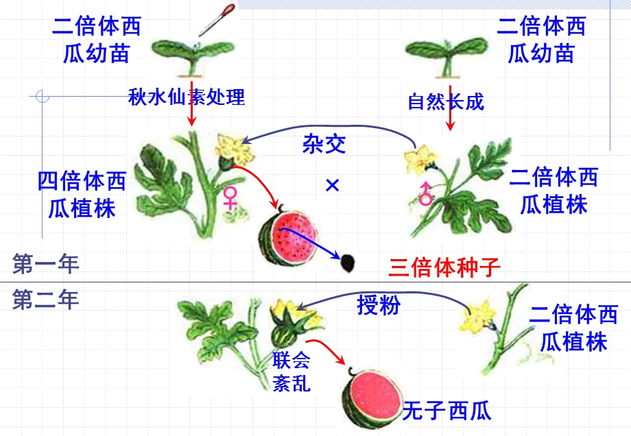 人教版必修2ppt课件《人类遗传病》.ppt_第2页