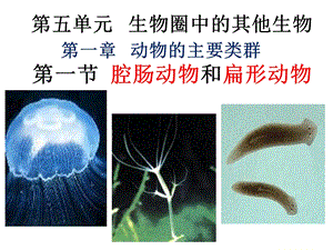 人教版八年级上册第五单元第一章第一节腔肠动物和扁形动物ppt课件.ppt