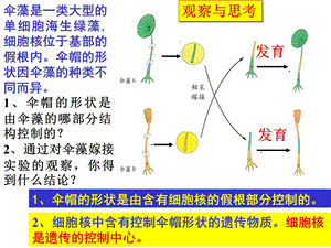 初中生物精选专题九生物的遗传和变异课件.ppt