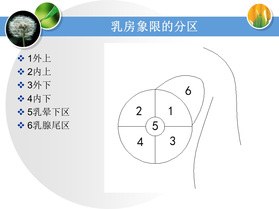 乳腺癌手检课件.ppt_第3页