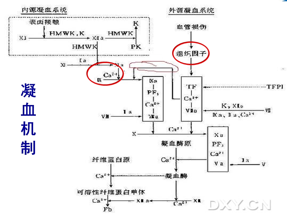 凝血功能检测方法与临床意义课件.ppt_第3页