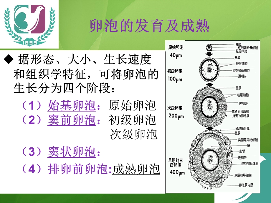 卵泡的生长发育和卵巢低反应课件.ppt_第3页