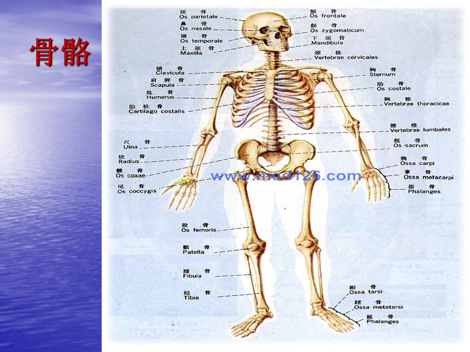 体育锻炼的作用PPT课件.ppt_第3页