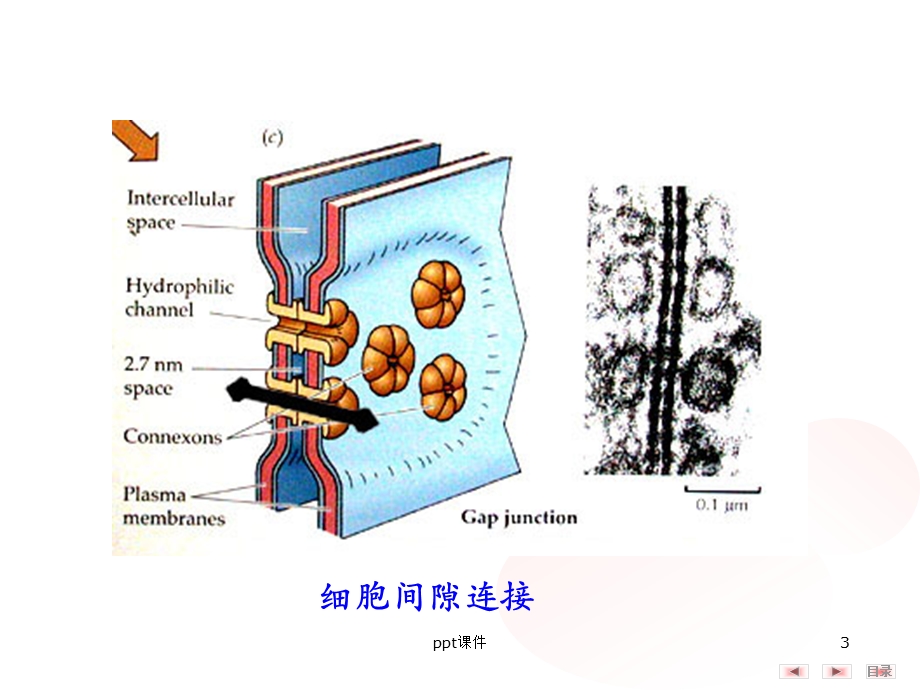 细胞信号转导课件.ppt_第3页