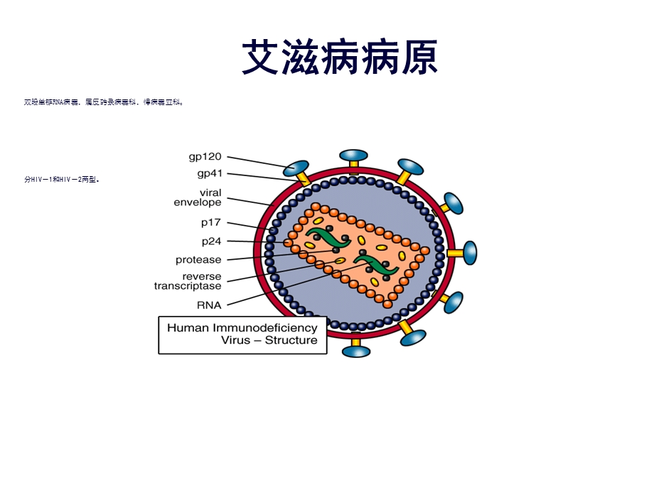 艾滋病诊断及治疗课件.ppt_第2页