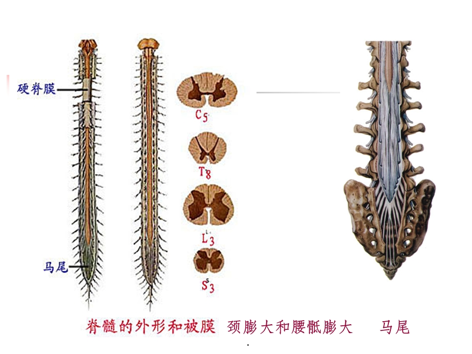 脊髓和脊神经课件.ppt_第3页