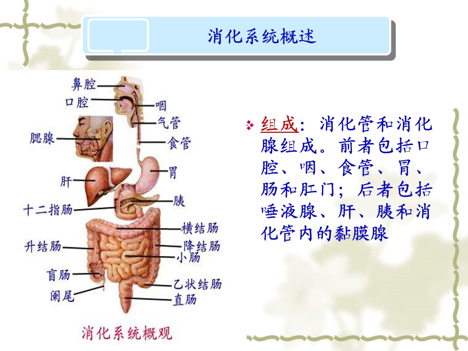 消化系统疾病护理 课件.ppt_第3页