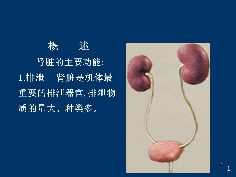 生理肾脏课件.ppt_第2页