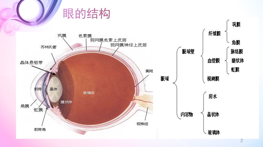 翼状胬肉的护理查房课件.ppt_第2页