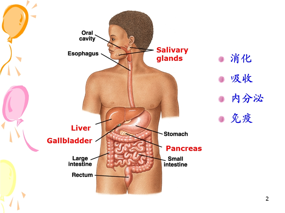 生理学消化与吸收 课件.ppt_第2页