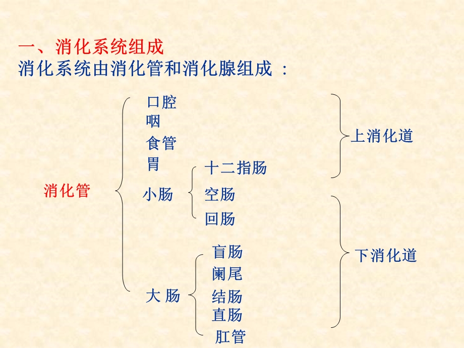 消化系统PPT课件.ppt_第3页