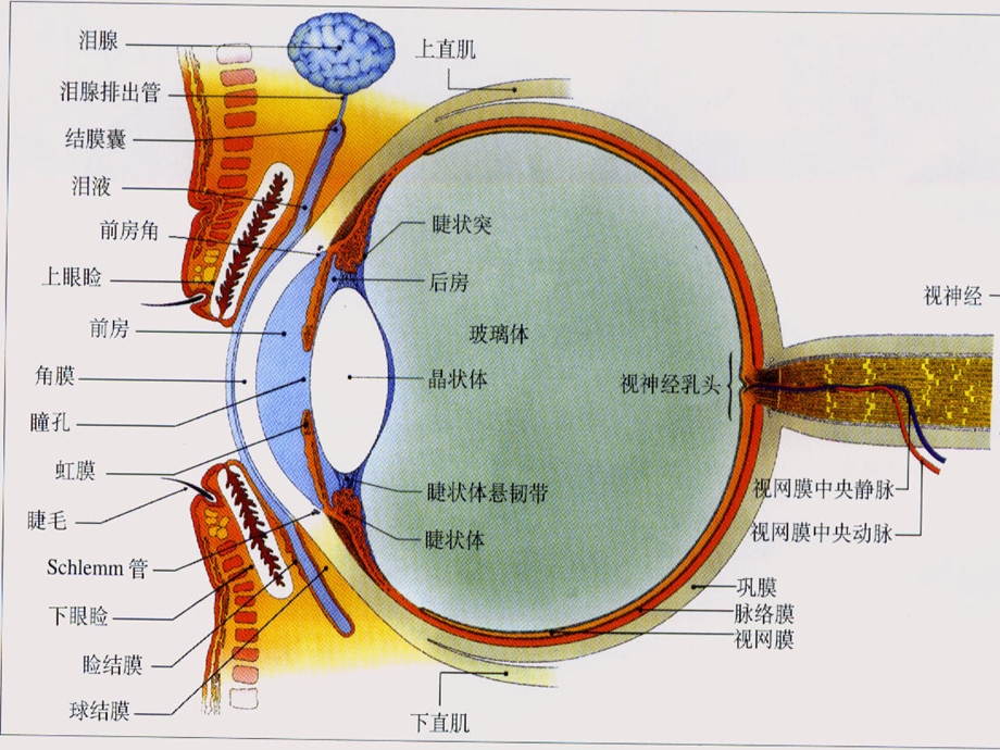 老年性白内障疾病护理查房课件.pptx_第3页