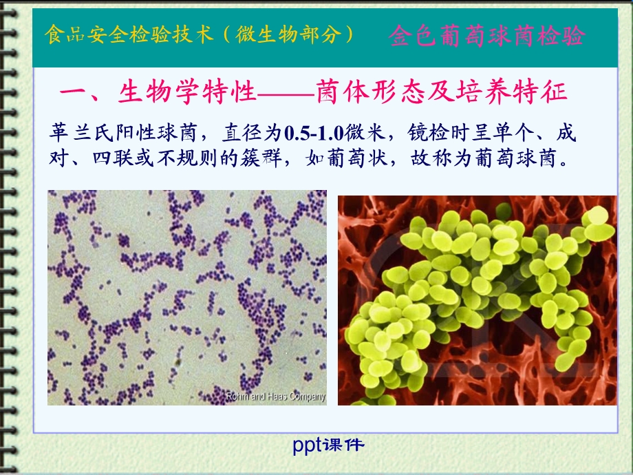 微生物 金黄色葡萄球菌课件.ppt_第1页