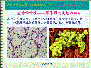 微生物 金黄色葡萄球菌课件.ppt