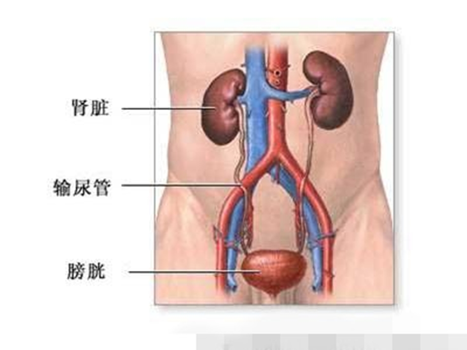 泌尿系统疾病病人的护理评估课件.ppt_第2页