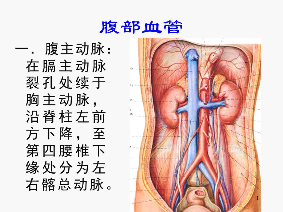 腹部血管课件.ppt_第1页