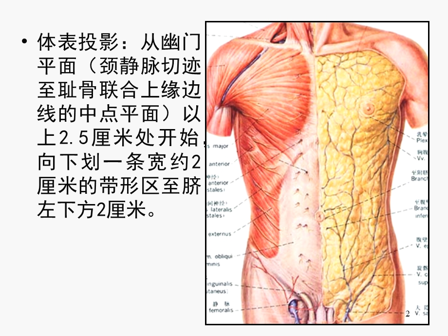 腹部血管课件.ppt_第2页