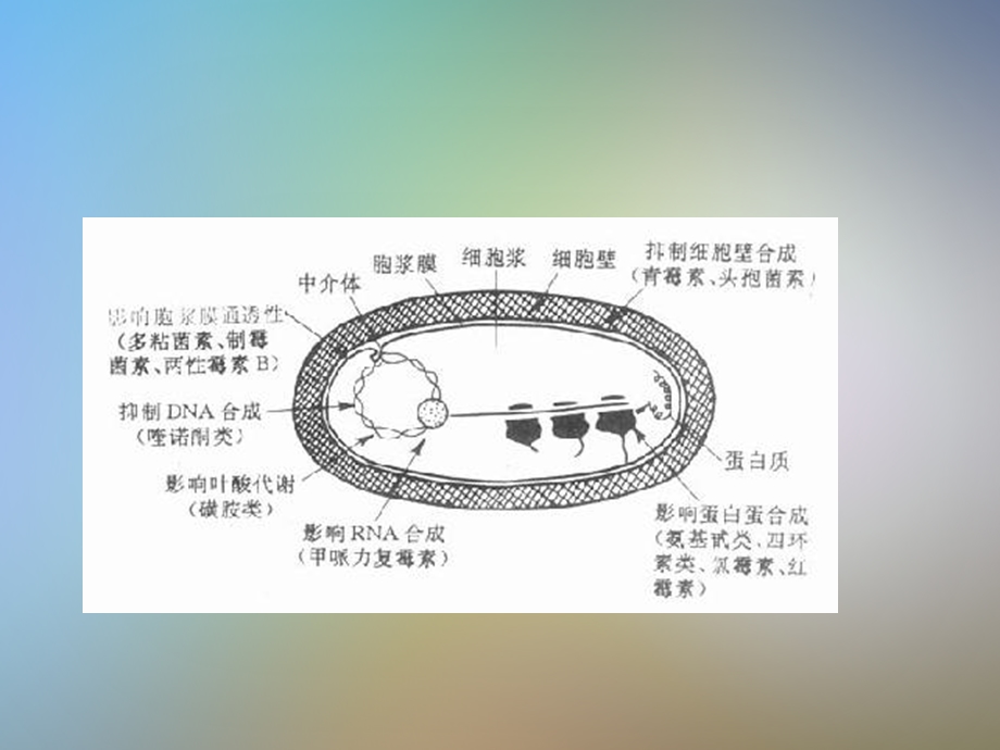 合成抗菌药课件.pptx_第2页