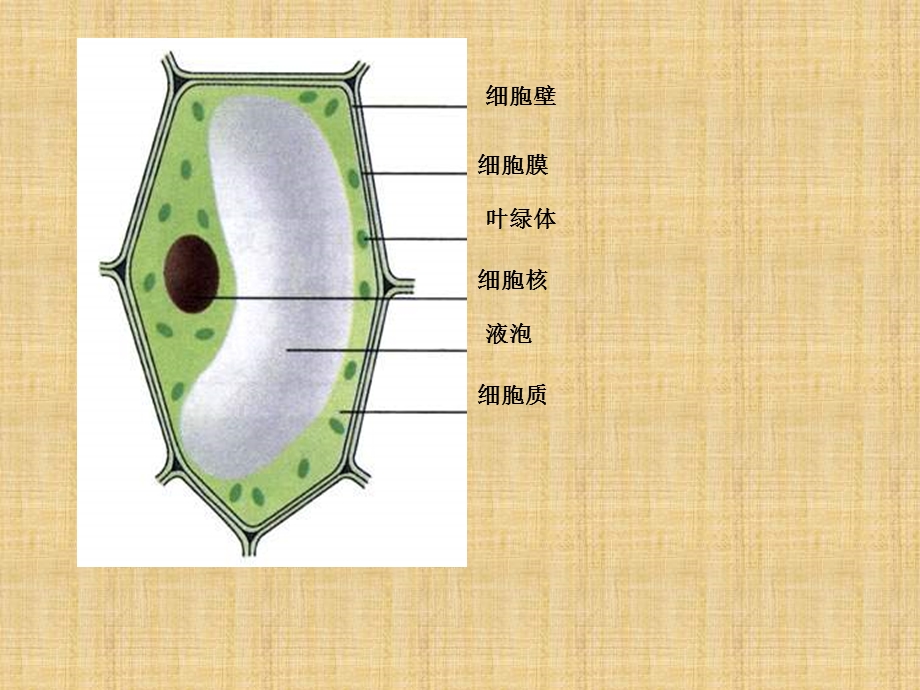 苏科版生物七下《细胞的分裂和分化》课件.ppt_第2页