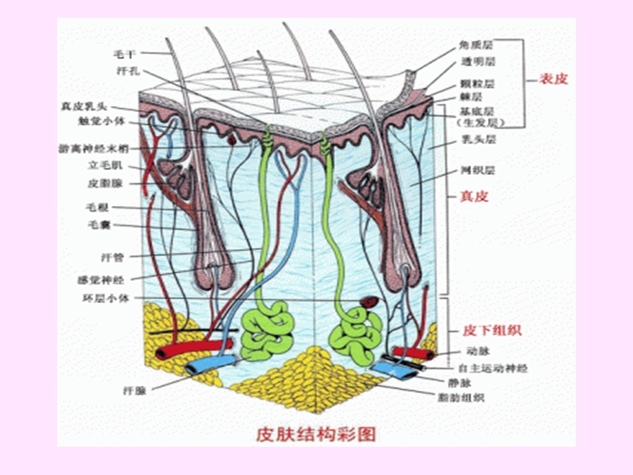 皮肤科学基础知识课件.ppt_第2页