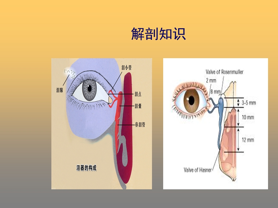 泪道探通课件.ppt_第2页