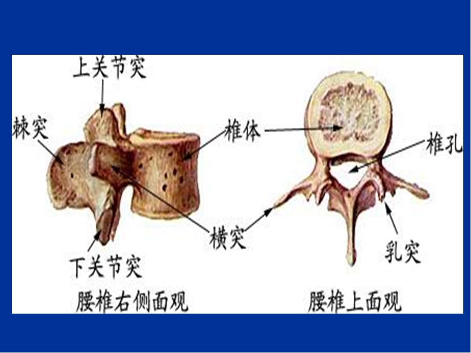 新腰椎影像解剖学精品课件.pptx_第3页