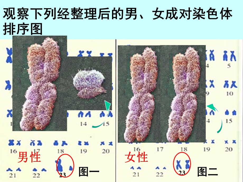 四节人的性别遗传课件.ppt_第3页