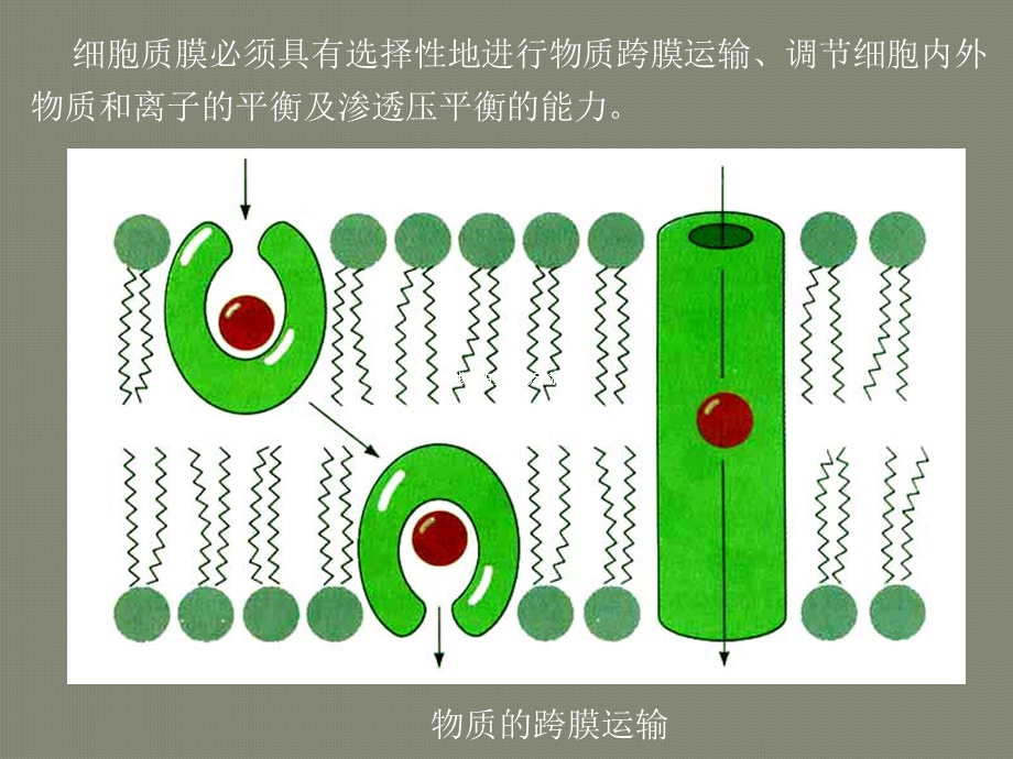 第5章 物质的跨膜运输课件.ppt_第3页